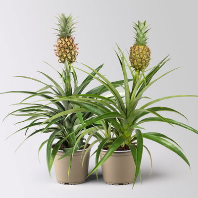 Zier-Ananas 'Amigo', Topf-Ø 12 cm, Höhe ca. 45 cm, 2 Pflanzen Zier-Ananas 'Amigo', Topf-Ø 12 cm, Höhe ca. 45 cm, 2 Pflanzen