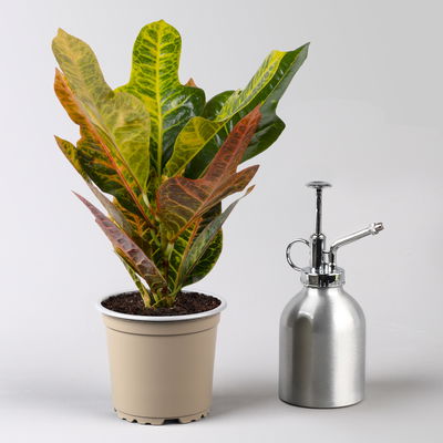 Kroton 'Excellent', Topf-Ø 12 cm, Höhe ca. 30 cm, 3 Pflanzen