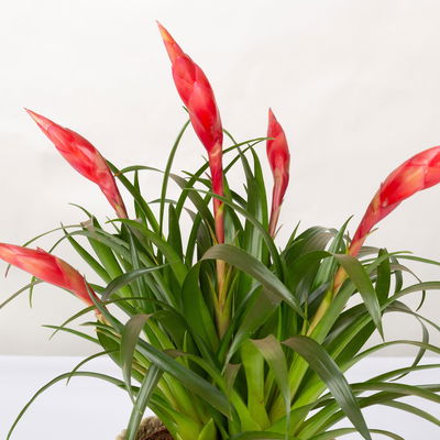 Vrisea 'Astrid', rot, Topf-Ø 12 cm, Höhe ca. 35 cm, 2 Pflanzen