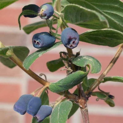 Sibirische Blaubeere, Lonicera kamtschatika 'Blue Velvet'®, Blüte weiß, Früchte dunkelblau, Topf 5 l Sibirische Blaubeere, Lonicera kamtschatika 'Blue Velvet'®, Blüte weiß, Früchte dunkelblau, Topf 5 l