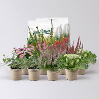 Pflanzenkreation Herbstromantik, rosa-weiß, 8 Pflanzen inkl. Erde