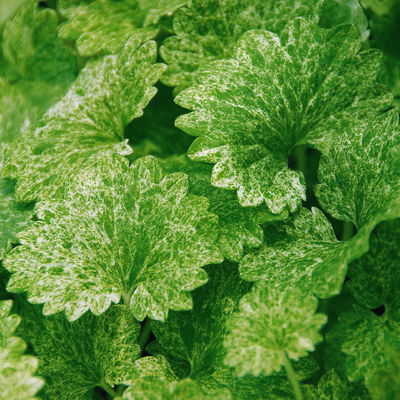 Gundermann 'Dappled Light', grün-gelb, Topf-Ø 12 cm, 6 Pflanzen