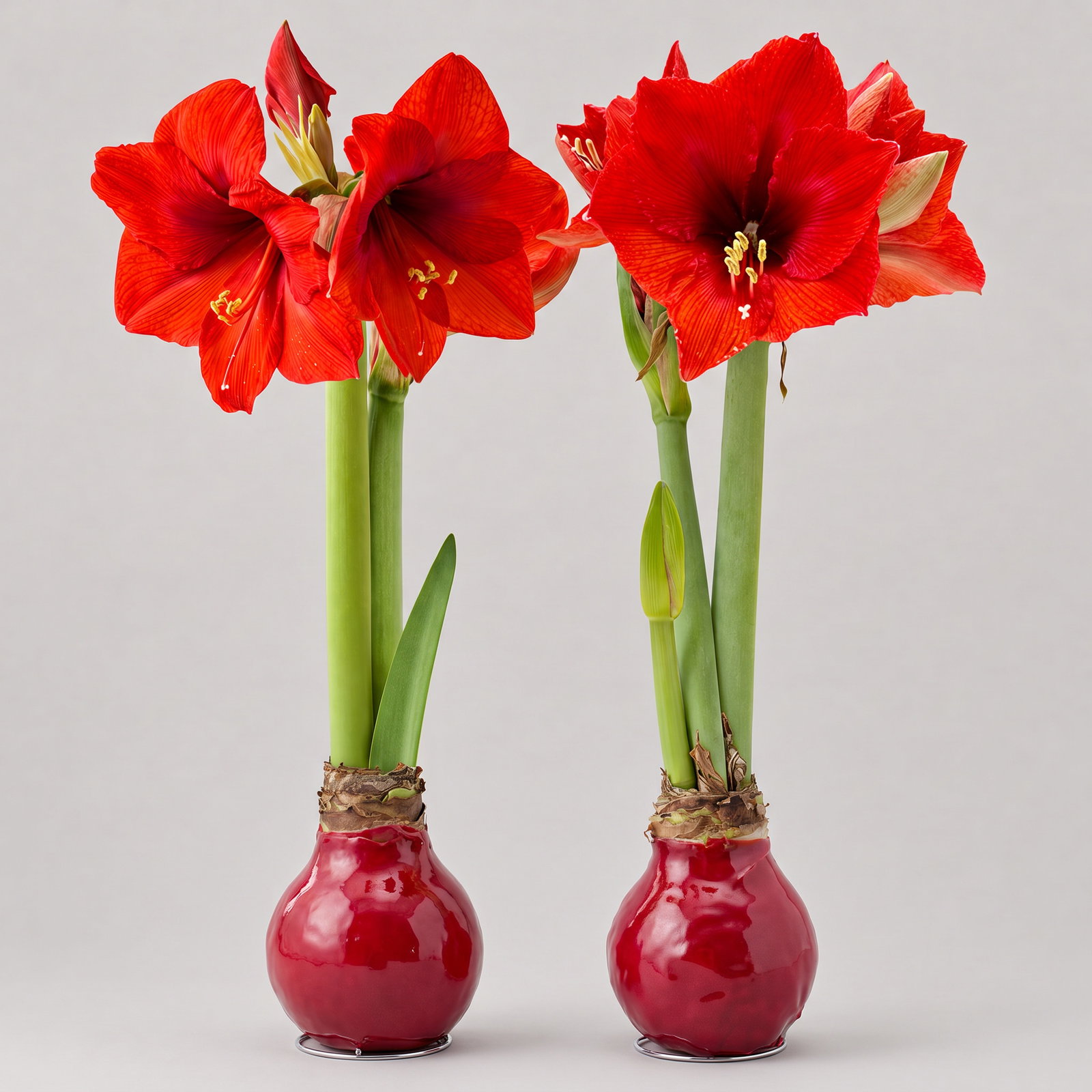 Amaryllis in Wachs XL, Dekor 'Superior Red', Blüte rot, 2 Pflanzen