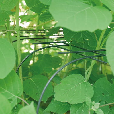 Bellissa Hortensienstütze 'ANNABELLE', 2er-Set, grün, H60 x L65 x L57 cm Bellissa Hortensienstütze 'ANNABELLE', 2er-Set, grün, H60 x L65 x L57 cm