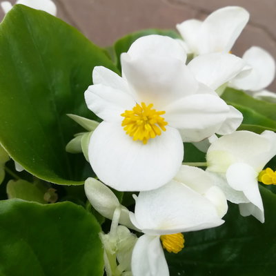 Grabbepflanzung Sommer weiß-rosa, 12 Pflanzen