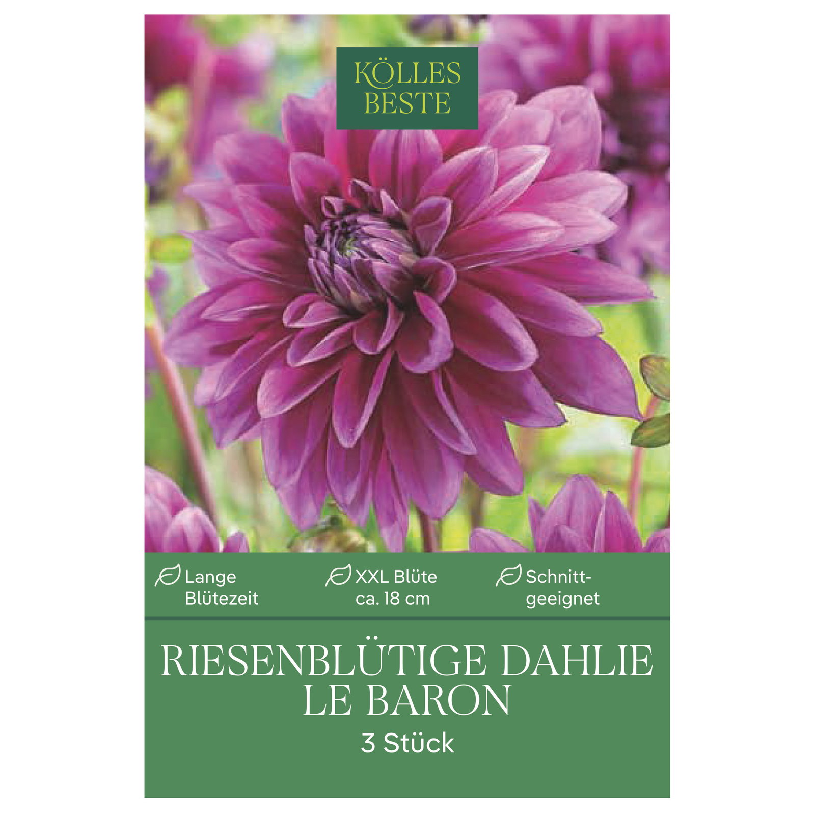 Kölles Beste Riesenblütige Dahlie Le Baron, 3 Blumenknollen lila XXL-Blüte