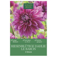 Kölles Beste Riesenblütige Dahlie Le Baron, 3 Blumenknollen lila XXL-Blüte