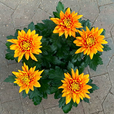 Chrysantheme 'Chrysanne® Zembla', orange, großblumig, Topf-Ø 17cm, 2 Pflanzen Chrysantheme 'Chrysanne® Zembla', orange, großblumig, Topf-Ø 17cm, 2 Pflanzen