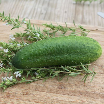 Blu Bio Gartengurke ‘Hexennase F1‘, Topf-Ø 12 cm, 3er Set Blu Bio Gartengurke ‘Hexennase F1‘, Topf-Ø 12 cm, 3er Set