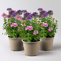 Nemesie 'Trio', blau-weiß-lila, Topf-Ø 12/13 cm, 3 Pflanzen Nemesie 'Trio', blau-weiß-lila, Topf-Ø 12/13 cm, 3 Pflanzen