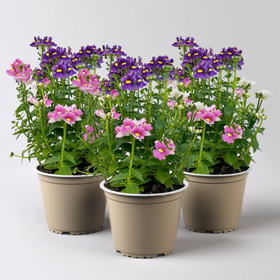 Nemesie 'Trio', blau-weiß-lila, Topf-Ø 12/13 cm, 3 Pflanzen Nemesie 'Trio', blau-weiß-lila, Topf-Ø 12/13 cm, 3 Pflanzen