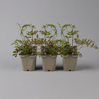 Bio Prachtspiere weiß, Topf 11x11 cm, 3 Pflanzen