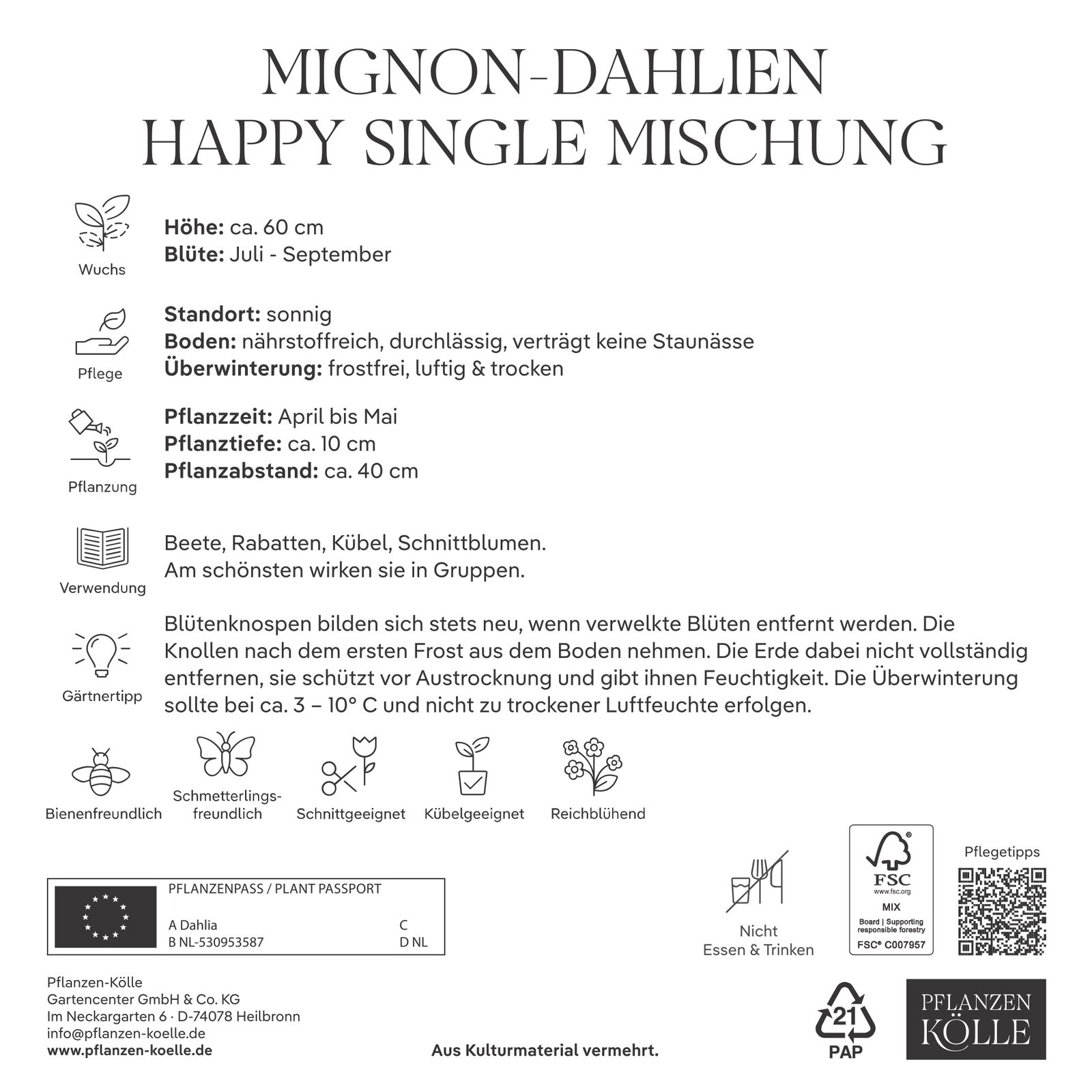 Kölles Beste Mignon-Dahlien Happy Single Mischung, 3 Blumenknollen