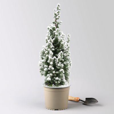 Kegelzypresse 'Top Point', weiß beschneit, Topf-Ø 19 cm, 2 Pflanzen