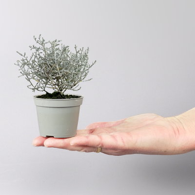 Silverland Mix Mini, silber-grau, Topf-Ø  7 cm, 12 Pflanzen