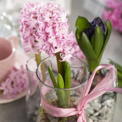 Hyazinthe rosa, vorgetrieben, Topf-Ø 9 cm, 9 Pflanzen Hyazinthe rosa, vorgetrieben, Topf-Ø 9 cm, 9 Pflanzen