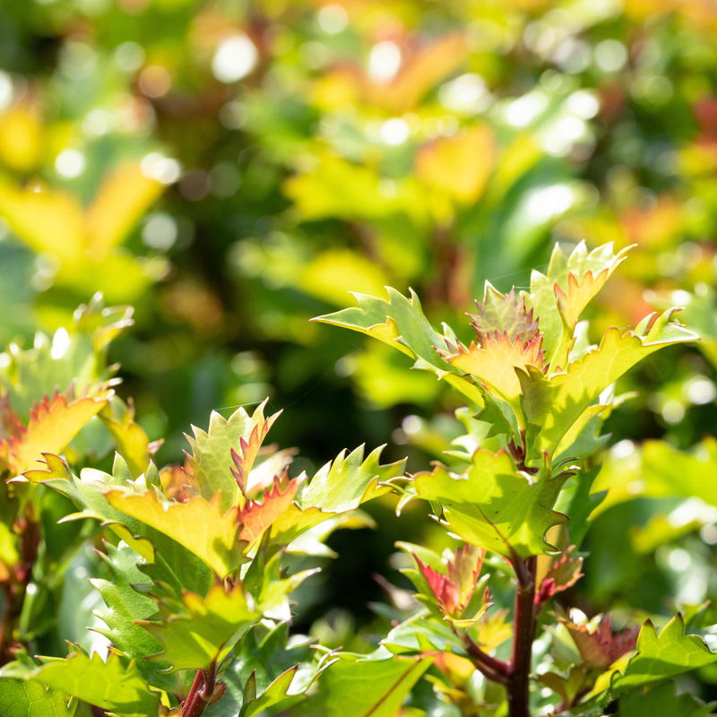 Ilex meserveae 'Little Rascal'® online bei PflanzenKölle bestellen