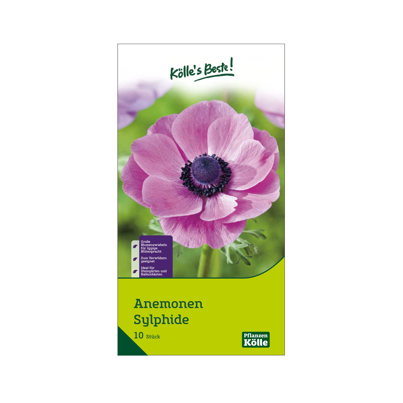 Kronen-Anemonen 'Sylphide', pink, Größe 7/8, 20 Blumenzwiebeln