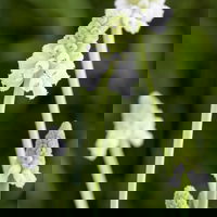 Zwiebelpflanzen-Set Farbenfreude, blau-weiß-gelb, Topf-Ø 10 cm, 9 Pflanzen Zwiebelpflanzen-Set Farbenfreude, blau-weiß-gelb, Topf-Ø 10 cm, 9 Pflanzen