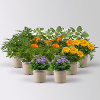 Pflanzenkreation 'No Mosquito', 12 Pflanzen