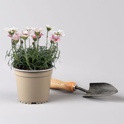 Rhodanthemum hosmariense, hellrosa, Topf-Ø 13 cm, 6er-Set