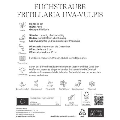 Fuchstrauben Fritillaria Uva-Vulpis, purpur, braun, gelb, 20 Blumenzwiebeln