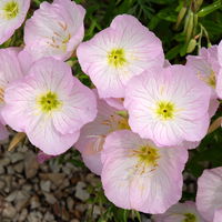 Stauden-Set, 12 Pflanzen für 2 m², weiß-rosa-blau