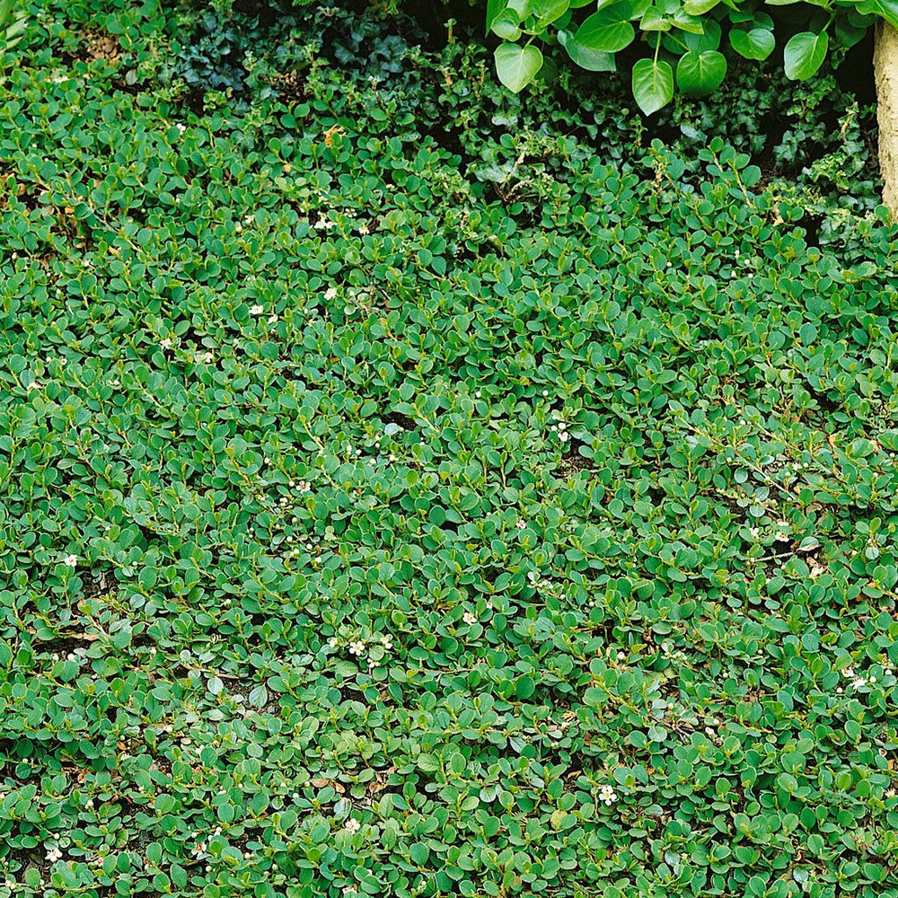Cotoneaster dammeri 'Frieders Evergreen', Topf-Ø 9 cm, 12er-Set