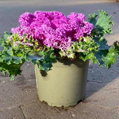 Zierkohl, grün-lila, kraus, Topf-Ø 12 cm, 6 Pflanzen