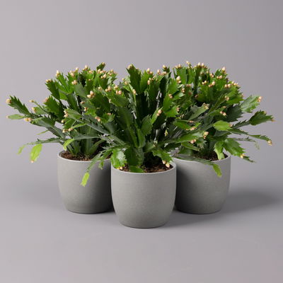 Weihnachtskaktus, orange, Topf-Ø 12 cm, 3 Pflanzen