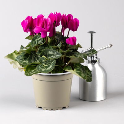 Alpenveilchen lila, Topf-Ø 10,5 cm, Höhe ca. 23 cm, 8 Pflanzen Alpenveilchen lila, Topf-Ø 10,5 cm, Höhe ca. 23 cm, 8 Pflanzen