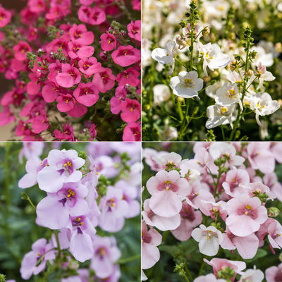Diascia, Farbe zufällig, Topf-Ø 12 cm, 6er-Set