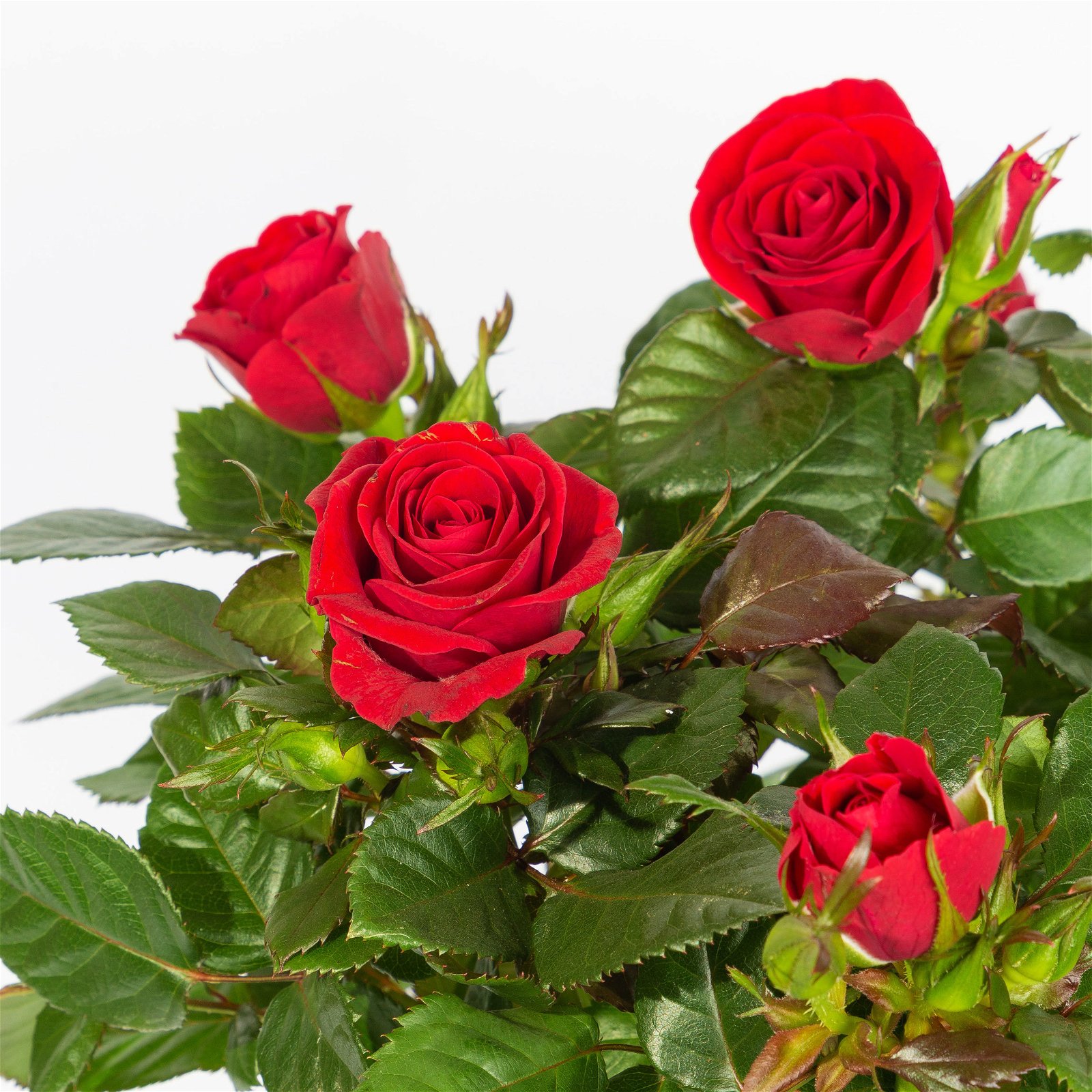 Rose, rot, mit Topf Dallas weiß, Topf-Ø 13 cm, 3er-Set