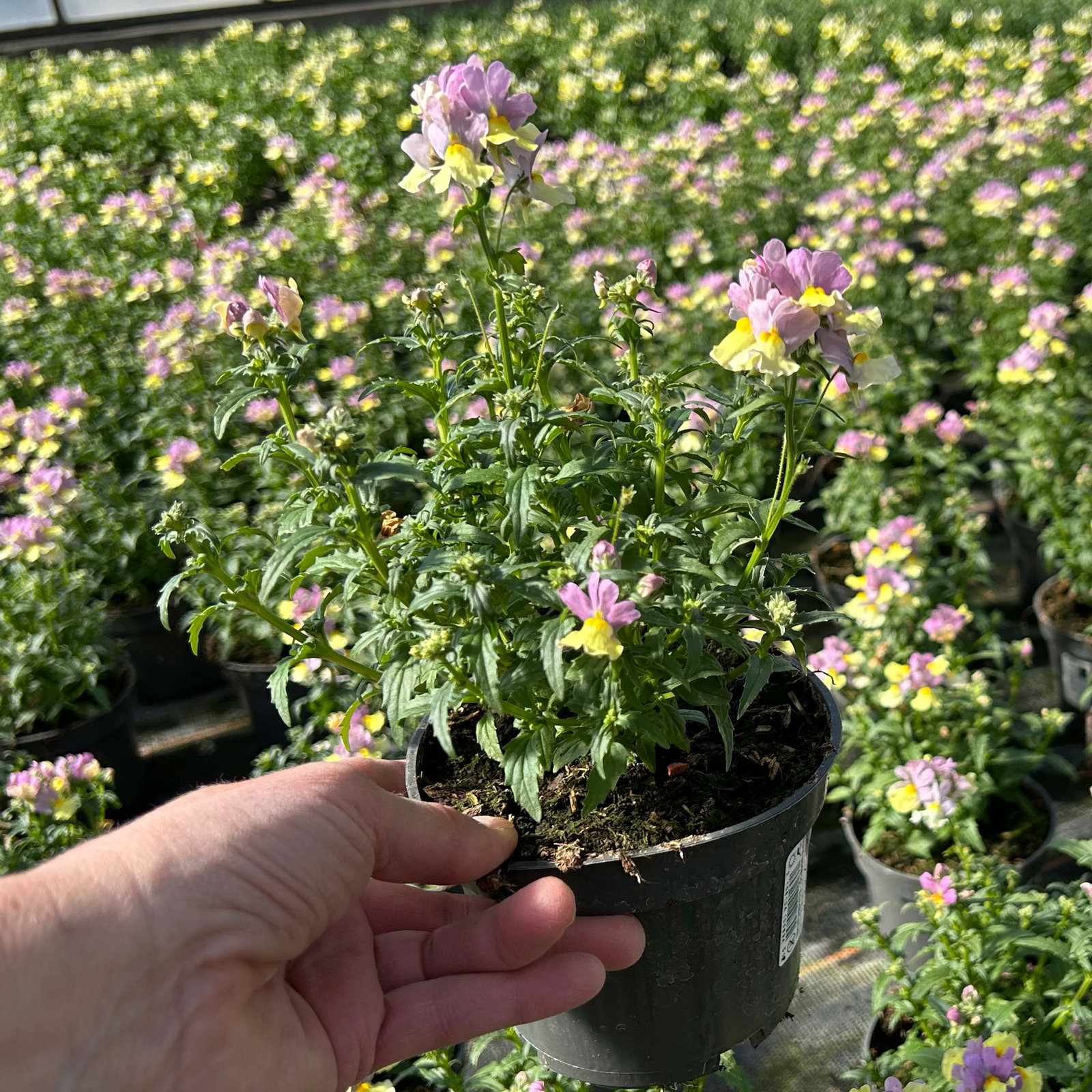 Pflanzenkreation 'Duft', 12 Pflanzen inkl. Erde und Dünger