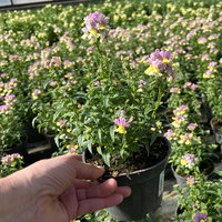 Pflanzenkreation 'Duft', 12 Pflanzen inkl. Erde und Dünger