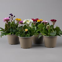 Hohe Schlüsselblume 'Trio' Farbe zufällig, Topf-Ø 14 cm, 4er-Set