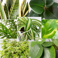 Grünpflanzen Überraschungs-Mix, Topf-Ø 11-14 cm, Höhe 15-50 cm, 6 Pflanzen