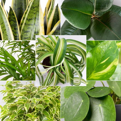 Grünpflanzen Überraschungs-Mix, Topf-Ø 11-14 cm, Höhe 15-50 cm, 6 Pflanzen