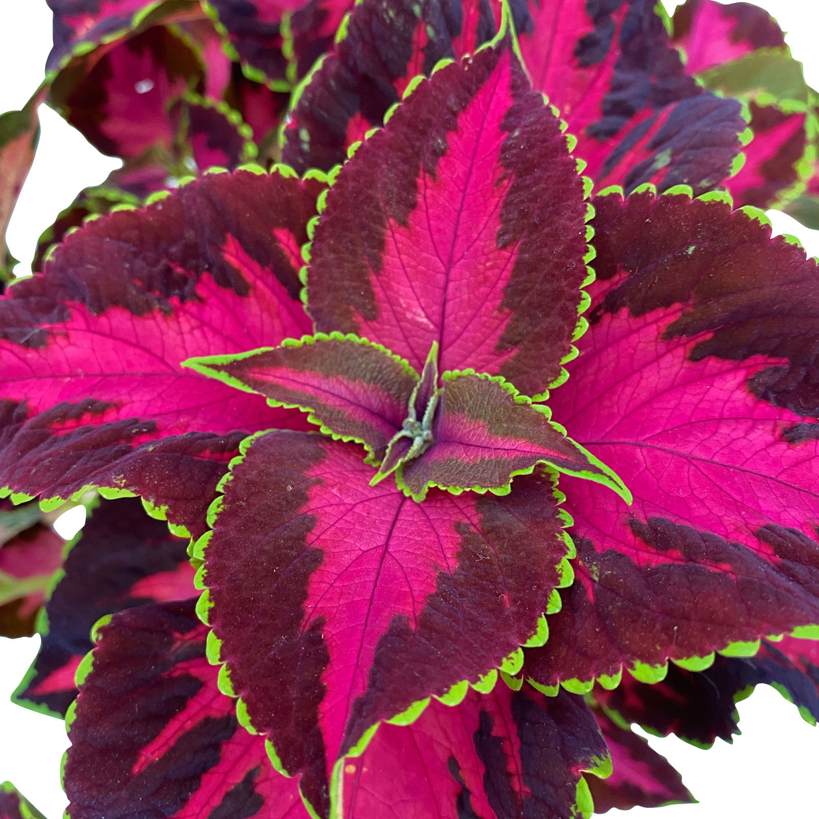 Pflanzenkreation 'Lillet Wild Berry', 12 Pflanzen inkl. Erde und Dünger