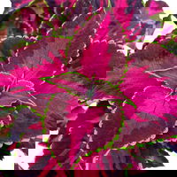 Pflanzenkreation 'Lillet Wild Berry', 12 Pflanzen inkl. Erde und Dünger