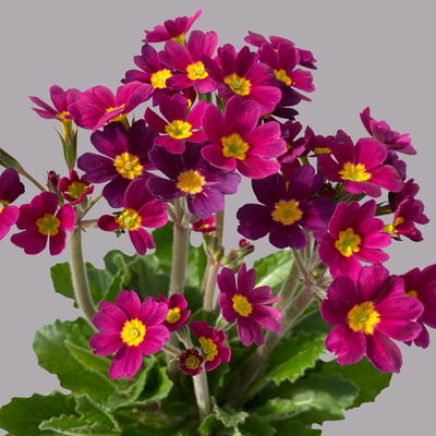 Oak Leaf Primel 'Oak Leaf' Farbe zufällig, Topf-Ø 13 cm, 4er-Set