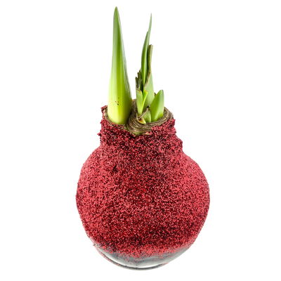 Amaryllis in Wachs XL, Dekor 'Bio-Glitter Red', Blüte rot
