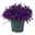 Glockenblume 'Ambella® Purple' lilablau, Topf-Ø 15 cm, 3er-Set Glockenblume 'Ambella® Purple' lilablau, Topf-Ø 15 cm, 3er-Set
