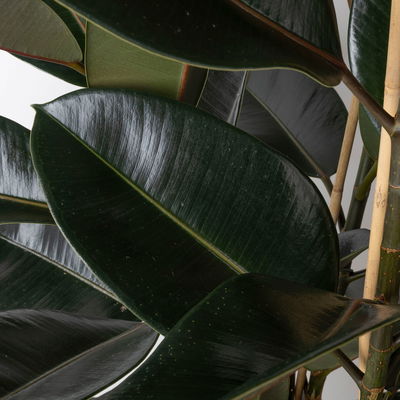 Gummibaum 'Mandela', Topf-Ø 30 cm, Höhe ca. 120 cm, inkl. Bewässerungssystem Gummibaum 'Mandela', Topf-Ø 30 cm, Höhe ca. 120 cm, inkl. Bewässerungssystem