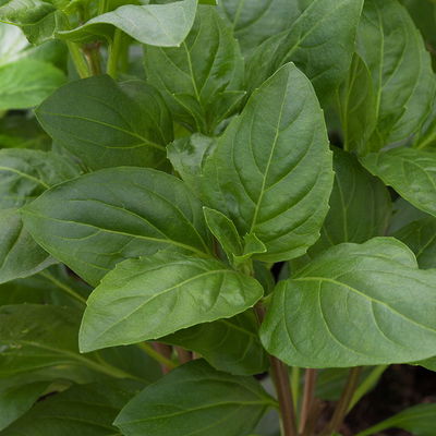 Bio Zyprisches Strauchbasilikum, Topf-Ø 12cm Bio Zyprisches Strauchbasilikum, Topf-Ø 12cm