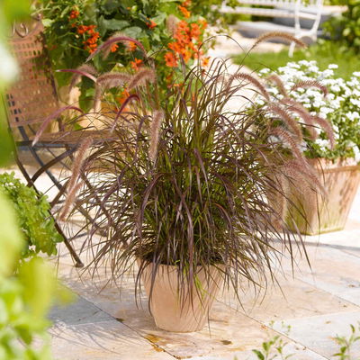 Lampenputzergras, rotlaubig, Topf-Ø 21 cm
