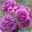 Duftende Beetrose 'Minerva®', violett, Doppelbogen, Topf 10 Liter