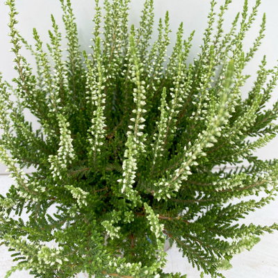 Knospenheide, weiß, Topf-Ø 10,5/11 cm, 8 Pflanzen Knospenheide, weiß, Topf-Ø 10,5/11 cm, 8 Pflanzen