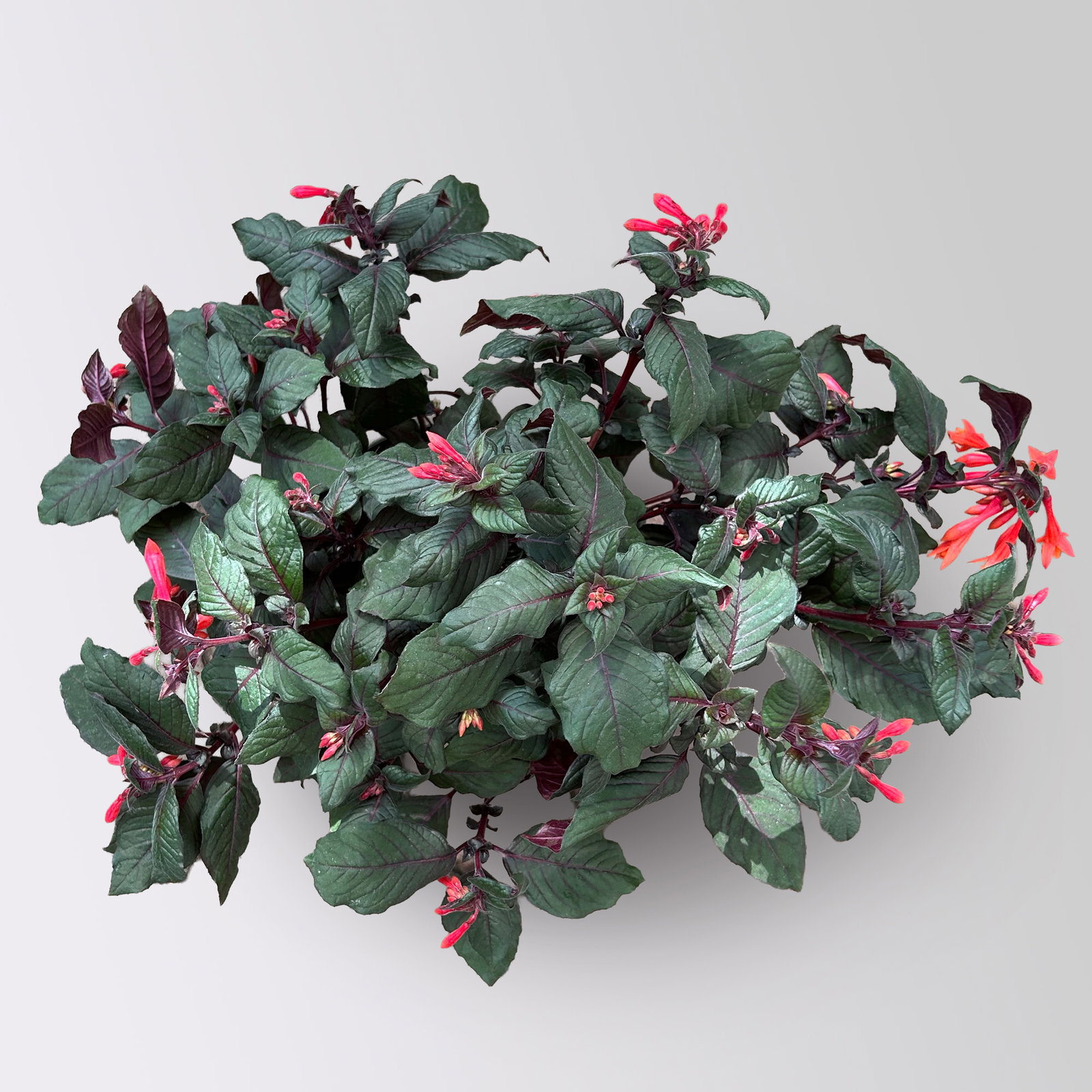 Fuchsie 'Koralle', orangerot, Topf-Ø 17 cm, 2 Pflanzen Fuchsie 'Koralle', orangerot, Topf-Ø 17 cm, 2 Pflanzen