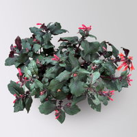 Fuchsie 'Koralle', orangerot, Topf-Ø 17 cm, 2 Pflanzen Fuchsie 'Koralle', orangerot, Topf-Ø 17 cm, 2 Pflanzen